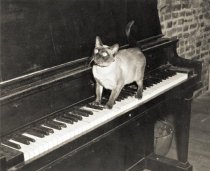"The Cat's Whiskers", 1954